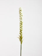 White Blazing Star Flower Stem