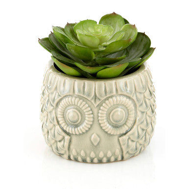 Large Succulent in Grey Ceramic Owl Pot