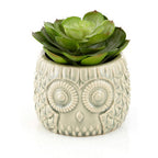 Large Succulent in Grey Ceramic Owl Pot