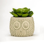 Large Succulent in Grey Ceramic Owl Pot