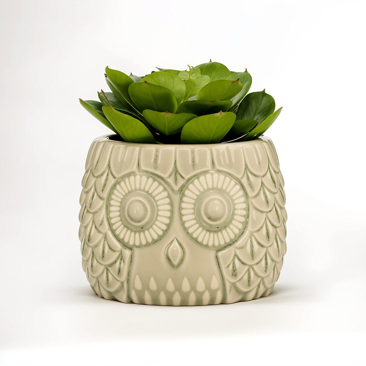 Large Succulent in Grey Ceramic Owl Pot