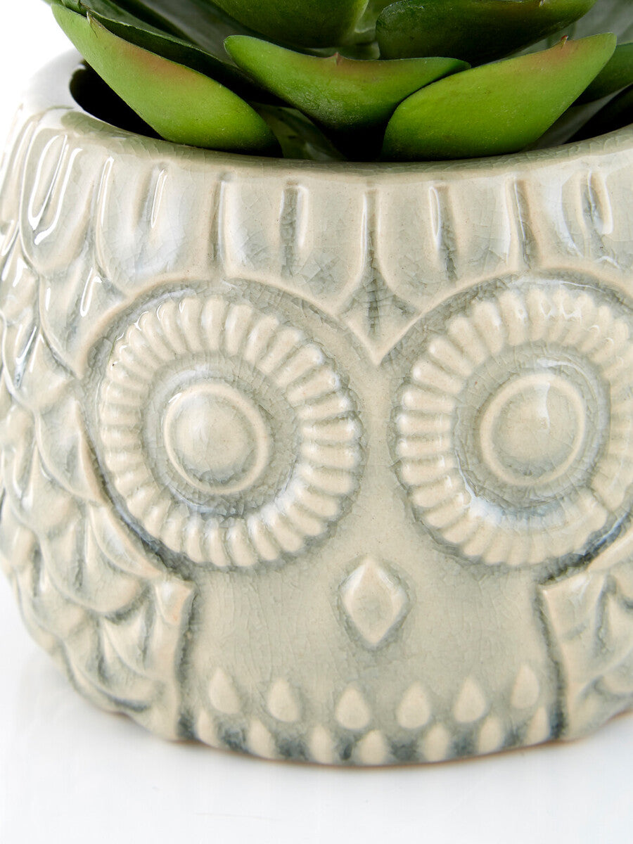 Large Succulent in Grey Ceramic Owl Pot