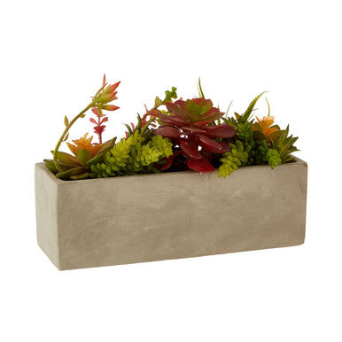 Mixed Succulents with Cement Pot