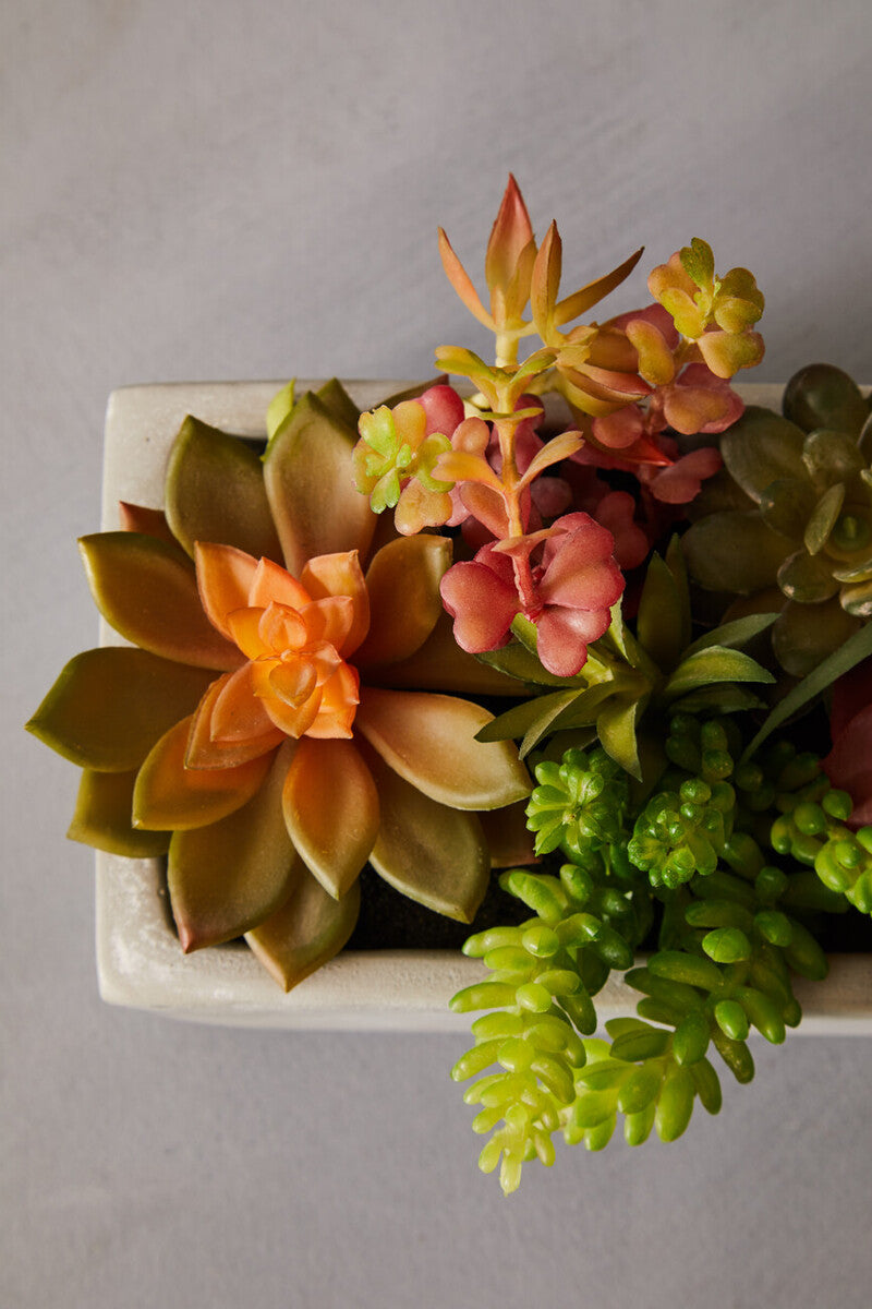 Mixed Succulents with Cement Pot