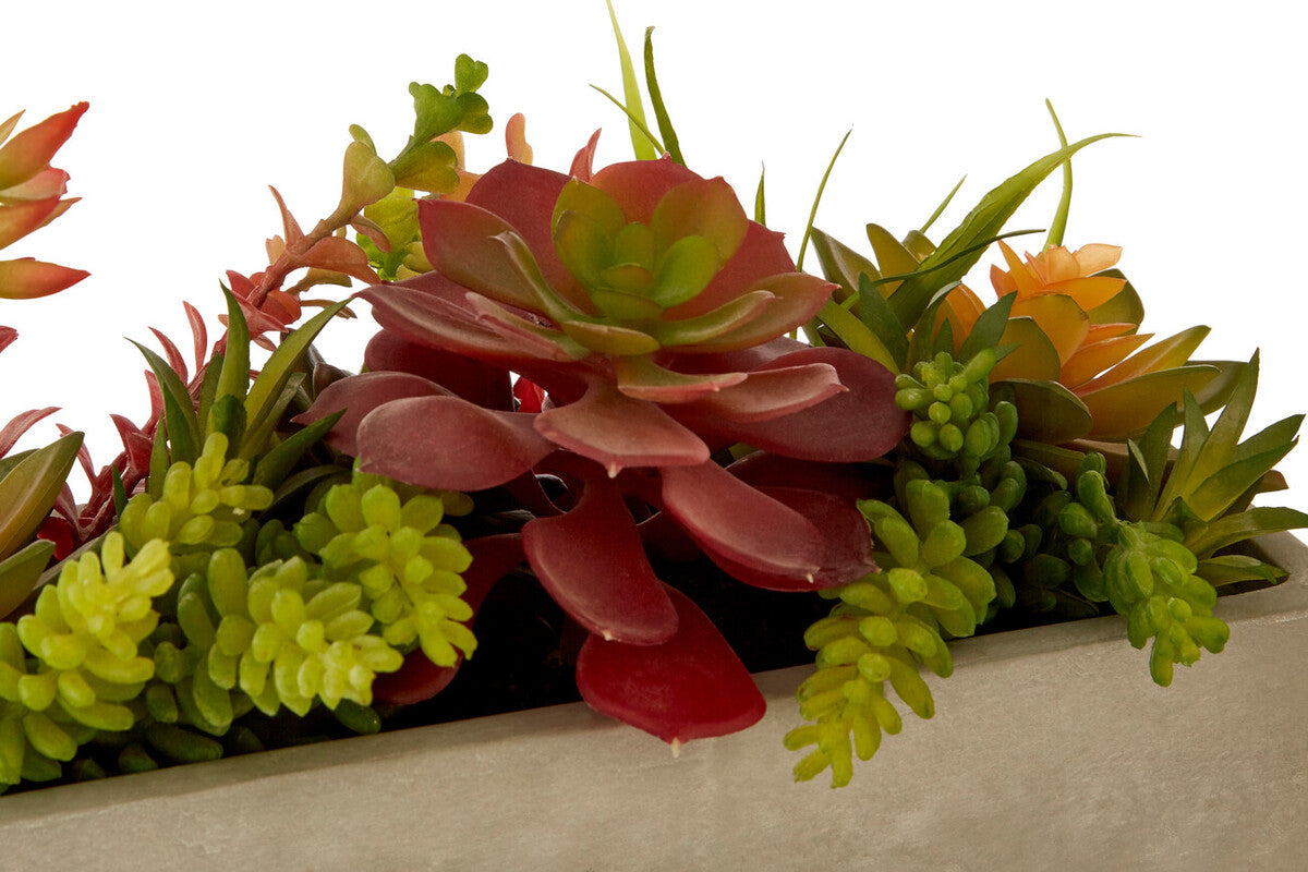 Mixed Succulents with Cement Pot