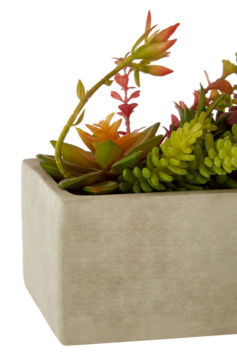 Mixed Succulents with Cement Pot