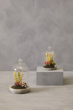 Small Succulent Dome with Cement Base