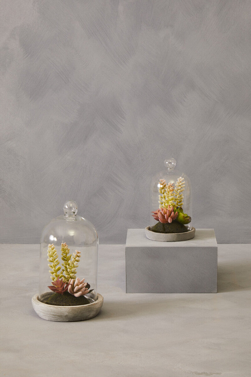 Small Succulent Dome with Cement Base