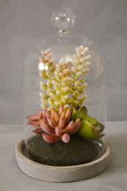 Small Succulent Dome with Cement Base