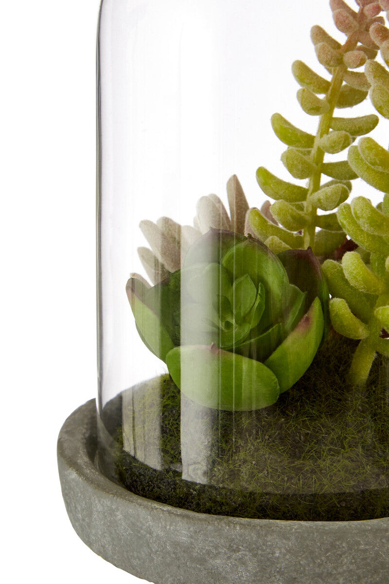 Small Succulent Dome with Cement Base