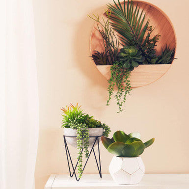 White Cement Pot Succulent