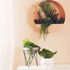 White Cement Pot Succulent