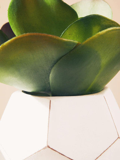 White Cement Pot Succulent