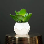White Cement Pot Succulent