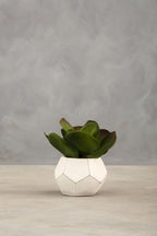 White Cement Pot Succulent