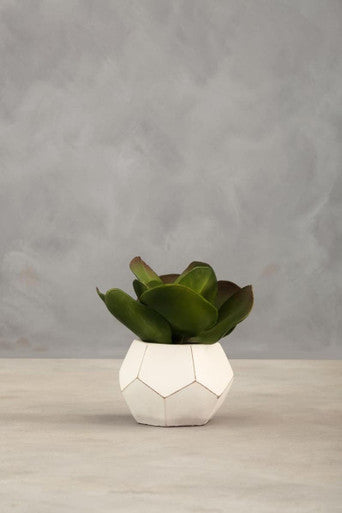 White Cement Pot Succulent
