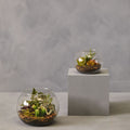 Large Glass Pot Mixed Succulent Terrarium