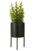 Thyme in Black Pot with Stand