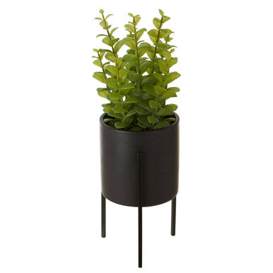 Thyme in Black Pot with Stand