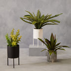 Thyme in Black Pot with Stand