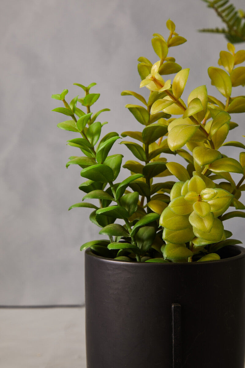Thyme in Black Pot with Stand