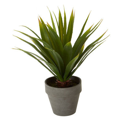 Agave Succulent in Grey Pot