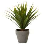 Agave Succulent in Grey Pot