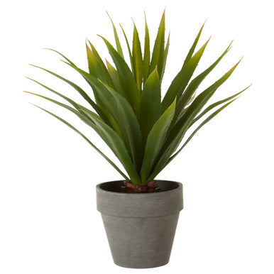 Agave Succulent in Grey Pot