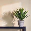 Agave Succulent in Grey Pot