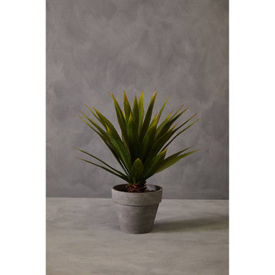Agave Succulent in Grey Pot