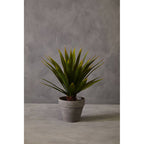 Agave Succulent in Grey Pot