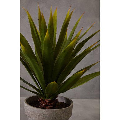 Agave Succulent in Grey Pot