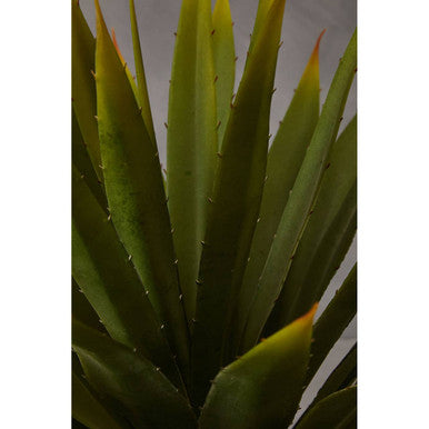 Agave Succulent in Grey Pot