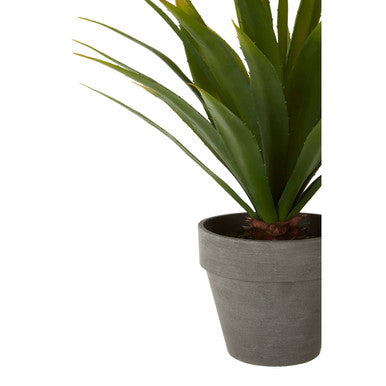 Agave Succulent in Grey Pot