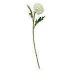 White Chrysanthemum Flower Stem