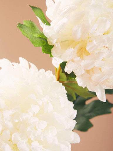 White Chrysanthemum Flower Stem