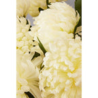 White Chrysanthemum Flower Stem