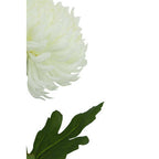 White Chrysanthemum Flower Stem