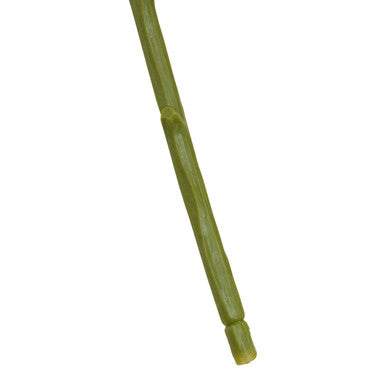White Chrysanthemum Flower Stem
