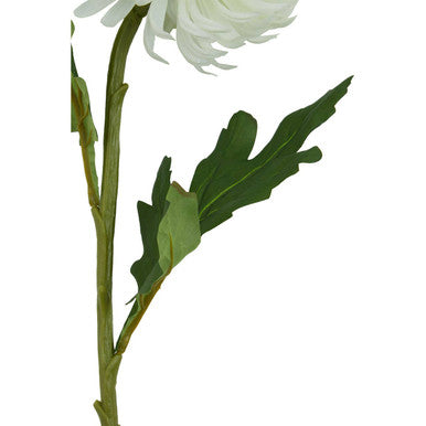 White Chrysanthemum Flower Stem