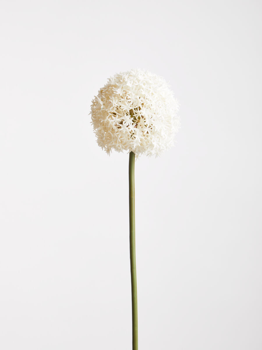 Ivory Allium Flower Stem