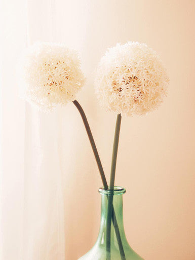 Ivory Allium Flower Stem