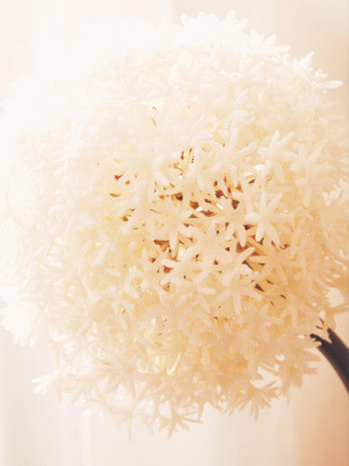 Ivory Allium Flower Stem