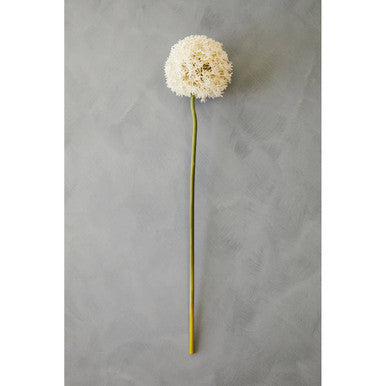 Ivory Allium Flower Stem