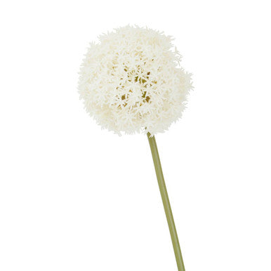 Ivory Allium Flower Stem