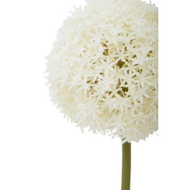 Ivory Allium Flower Stem