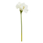 Ivory Amaryllis Flower Stem