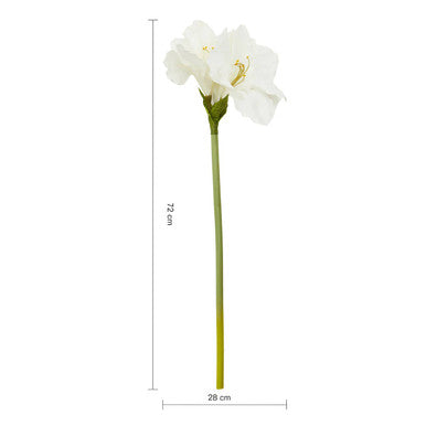 Ivory Amaryllis Flower Stem