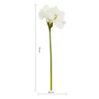Ivory Amaryllis Flower Stem