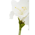 Ivory Amaryllis Flower Stem